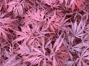 - Acer palmatum 'Monticello Gardens' Dwarf Japanese Maple - Mr Maple │ Buy Japanese Maple Trees