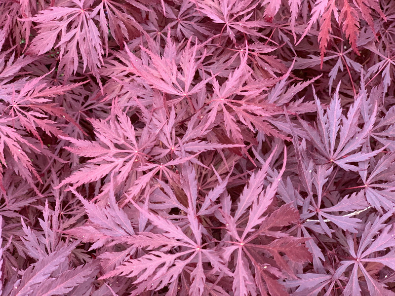 - Acer palmatum 'Monticello Gardens' Dwarf Japanese Maple - Mr Maple │ Buy Japanese Maple Trees