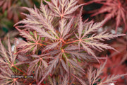 - Acer palmatum 'Monticello Gardens' Dwarf Japanese Maple - Mr Maple │ Buy Japanese Maple Trees