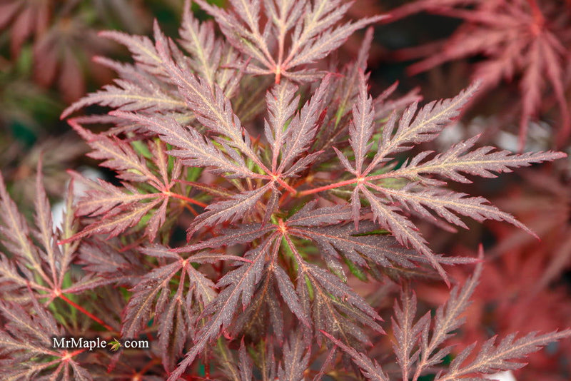 - Acer palmatum 'Monticello Gardens' Dwarf Japanese Maple - Mr Maple │ Buy Japanese Maple Trees