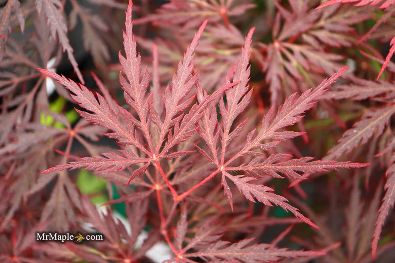 - Acer palmatum 'Monticello Gardens' Dwarf Japanese Maple - Mr Maple │ Buy Japanese Maple Trees