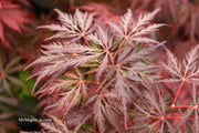 - Acer palmatum 'Monticello Gardens' Dwarf Japanese Maple - Mr Maple │ Buy Japanese Maple Trees