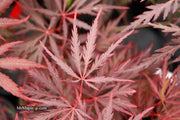 - Acer palmatum 'Monticello Gardens' Dwarf Japanese Maple - Mr Maple │ Buy Japanese Maple Trees