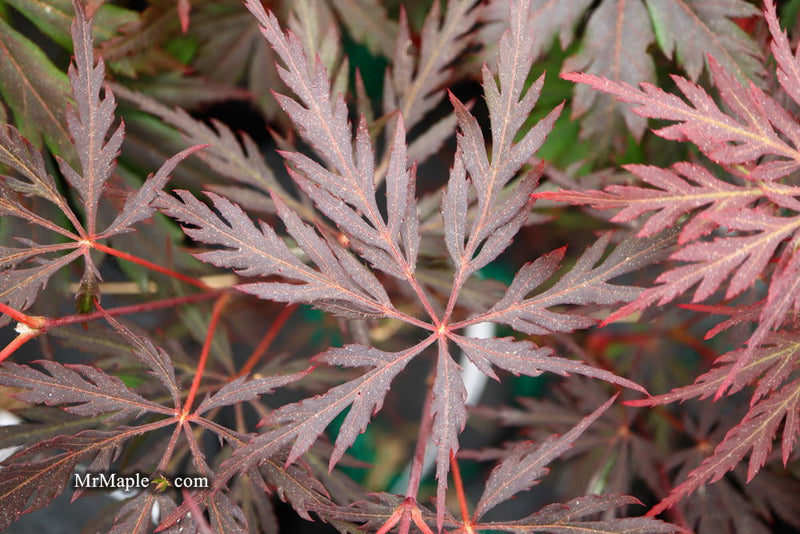 - Acer palmatum 'Monticello Gardens' Dwarf Japanese Maple - Mr Maple │ Buy Japanese Maple Trees