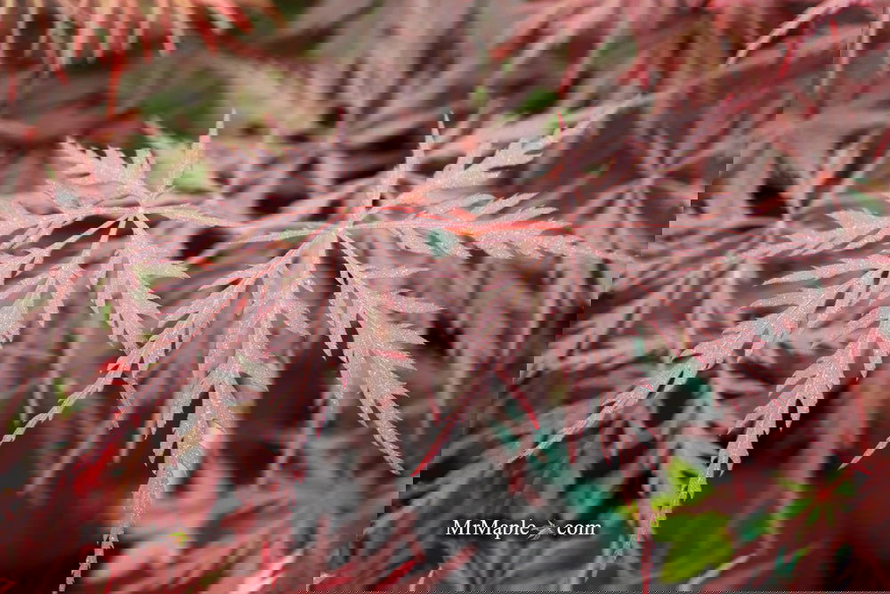 Buy Acer palmatum dissectum 'Monticello Gardens' Dwarf Japanese