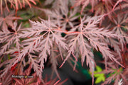 - Acer palmatum 'Monticello Gardens' Dwarf Japanese Maple - Mr Maple │ Buy Japanese Maple Trees