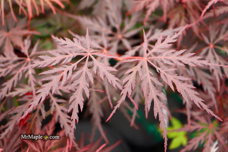 - Acer palmatum 'Monticello Gardens' Dwarf Japanese Maple - Mr Maple │ Buy Japanese Maple Trees