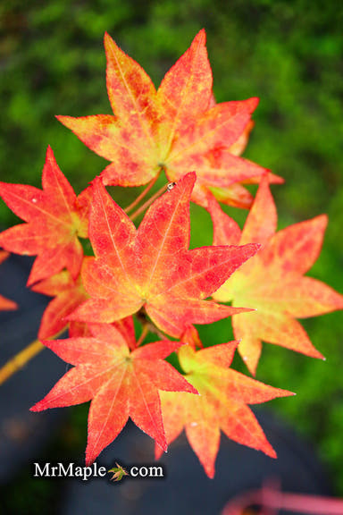 - Acer palmatum 'Moon Shadow' Japanese Maple - Mr Maple │ Buy Japanese Maple Trees