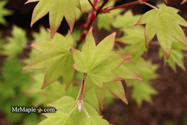 - Acer palmatum 'Moon Shadow' Japanese Maple - Mr Maple │ Buy Japanese Maple Trees