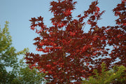 - Acer palmatum 'Moonfire' Japanese Maple - Mr Maple │ Buy Japanese Maple Trees