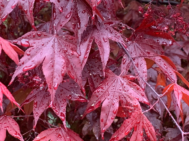 - Acer palmatum 'Moonfire' Japanese Maple - Mr Maple │ Buy Japanese Maple Trees