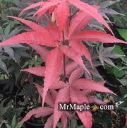 - Acer palmatum 'Moonfire' Japanese Maple - Mr Maple │ Buy Japanese Maple Trees