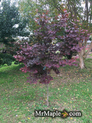 - Acer palmatum 'Moonfire' Japanese Maple - Mr Maple │ Buy Japanese Maple Trees