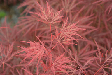 - Acer palmatum 'Morris Arboretum' Weeping Japanese Maple - Mr Maple │ Buy Japanese Maple Trees