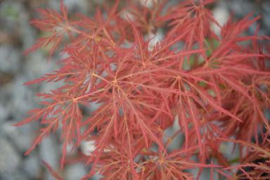 - Acer palmatum 'Morris Arboretum' Weeping Japanese Maple - Mr Maple │ Buy Japanese Maple Trees