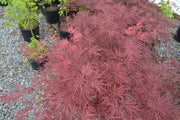 - Acer palmatum 'Morris Arboretum' Weeping Japanese Maple - Mr Maple │ Buy Japanese Maple Trees