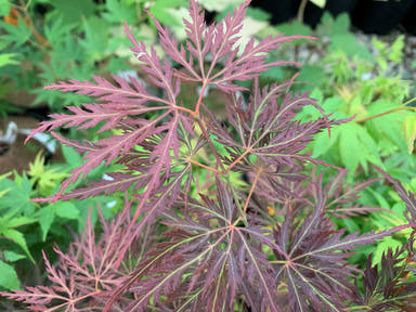 - Acer palmatum 'Mr. T’ Japanese Maple - Mr Maple │ Buy Japanese Maple Trees