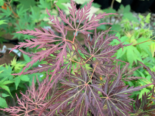 - Acer palmatum 'Mr. T’ Japanese Maple - Mr Maple │ Buy Japanese Maple Trees