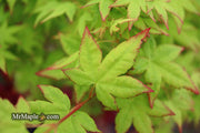 - Acer palmatum 'Muka' Japanese Maple - Mr Maple │ Buy Japanese Maple Trees