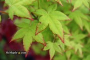 - Acer palmatum 'Muka' Japanese Maple - Mr Maple │ Buy Japanese Maple Trees
