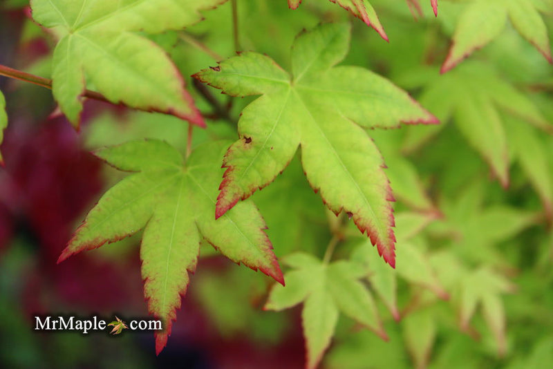 - Acer palmatum 'Muka' Japanese Maple - Mr Maple │ Buy Japanese Maple Trees
