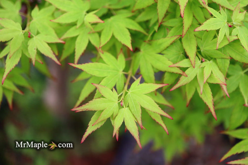 - Acer palmatum 'Muka' Japanese Maple - Mr Maple │ Buy Japanese Maple Trees