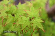 - Acer palmatum 'Muka' Japanese Maple - Mr Maple │ Buy Japanese Maple Trees