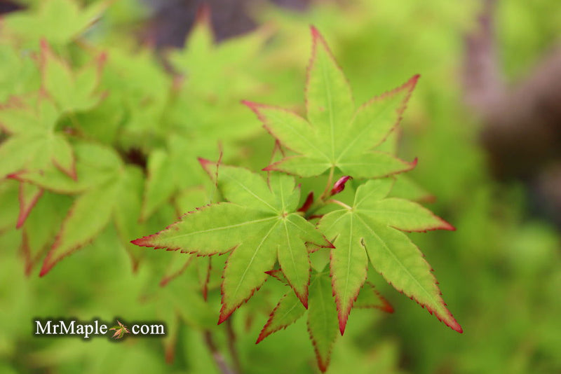 - Acer palmatum 'Muka' Japanese Maple - Mr Maple │ Buy Japanese Maple Trees