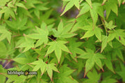- Acer palmatum 'Muka' Japanese Maple - Mr Maple │ Buy Japanese Maple Trees