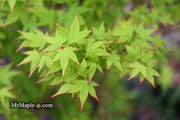 - Acer palmatum 'Muka' Japanese Maple - Mr Maple │ Buy Japanese Maple Trees