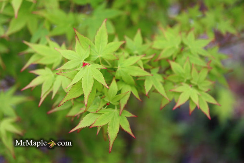 - Acer palmatum 'Muka' Japanese Maple - Mr Maple │ Buy Japanese Maple Trees