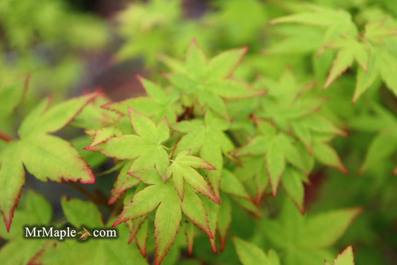 - Acer palmatum 'Muka' Japanese Maple - Mr Maple │ Buy Japanese Maple Trees