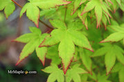 - Acer palmatum 'Muka' Japanese Maple - Mr Maple │ Buy Japanese Maple Trees