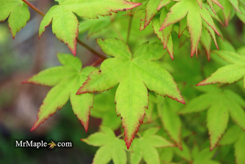 - Acer palmatum 'Muka' Japanese Maple - Mr Maple │ Buy Japanese Maple Trees