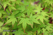- Acer palmatum 'Muka' Japanese Maple - Mr Maple │ Buy Japanese Maple Trees