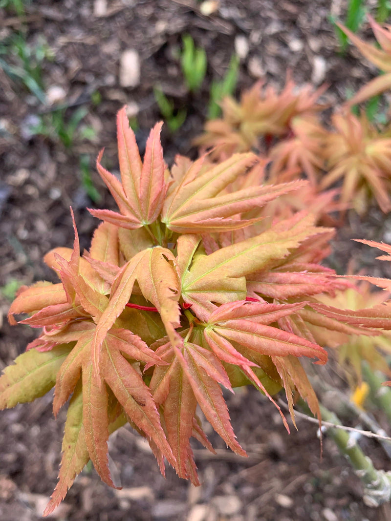 - Acer palmatum 'Munnkawa yatsubusa' Rare Dwarf Japanese Maple - Mr Maple │ Buy Japanese Maple Trees