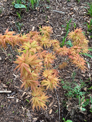 - Acer palmatum 'Munnkawa yatsubusa' Rare Dwarf Japanese Maple - Mr Maple │ Buy Japanese Maple Trees