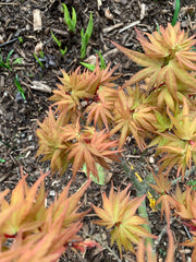 - Acer palmatum 'Munnkawa yatsubusa' Rare Dwarf Japanese Maple - Mr Maple │ Buy Japanese Maple Trees