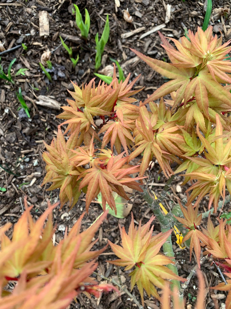 - Acer palmatum 'Munnkawa yatsubusa' Rare Dwarf Japanese Maple - Mr Maple │ Buy Japanese Maple Trees