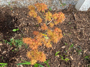 - Acer palmatum 'Munnkawa yatsubusa' Rare Dwarf Japanese Maple - Mr Maple │ Buy Japanese Maple Trees