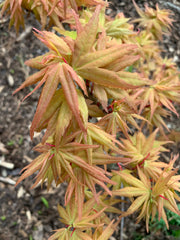 - Acer palmatum 'Munnkawa yatsubusa' Rare Dwarf Japanese Maple - Mr Maple │ Buy Japanese Maple Trees