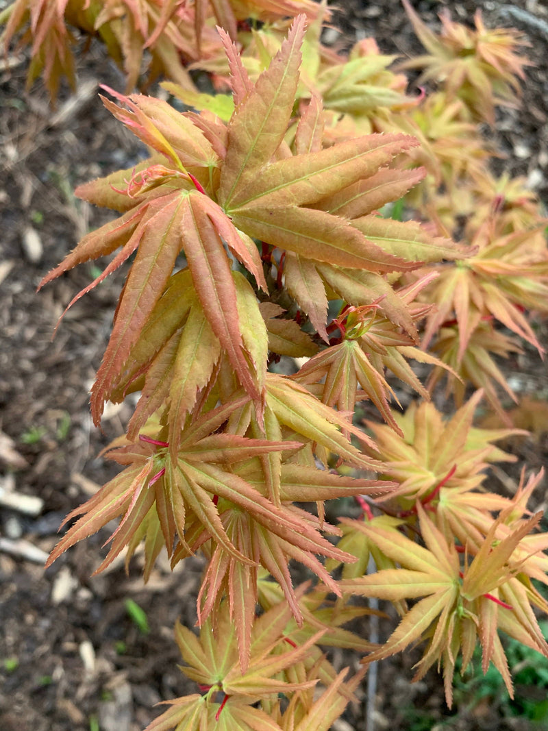 - Acer palmatum 'Munnkawa yatsubusa' Rare Dwarf Japanese Maple - Mr Maple │ Buy Japanese Maple Trees