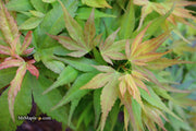 - Acer palmatum 'Munnkawa yatsubusa' Rare Dwarf Japanese Maple - Mr Maple │ Buy Japanese Maple Trees
