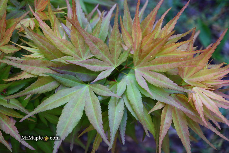 - Acer palmatum 'Munnkawa yatsubusa' Rare Dwarf Japanese Maple - Mr Maple │ Buy Japanese Maple Trees