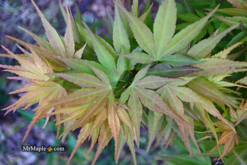 - Acer palmatum 'Munnkawa yatsubusa' Rare Dwarf Japanese Maple - Mr Maple │ Buy Japanese Maple Trees