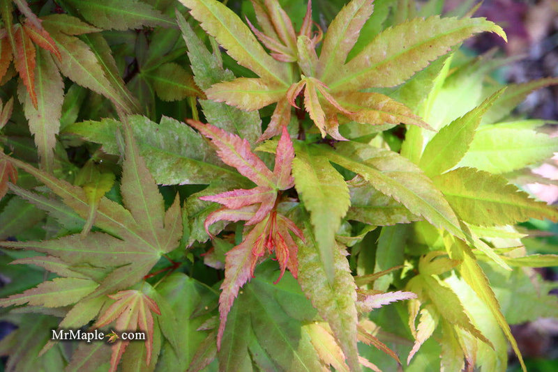 - Acer palmatum 'Munnkawa yatsubusa' Rare Dwarf Japanese Maple - Mr Maple │ Buy Japanese Maple Trees