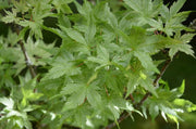 - Acer palmatum 'Murakumo' Japanese Maple - Mr Maple │ Buy Japanese Maple Trees