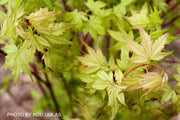 - Acer palmatum 'Murakumo' Japanese Maple - Mr Maple │ Buy Japanese Maple Trees