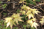 - Acer palmatum 'Murakumo' Japanese Maple - Mr Maple │ Buy Japanese Maple Trees