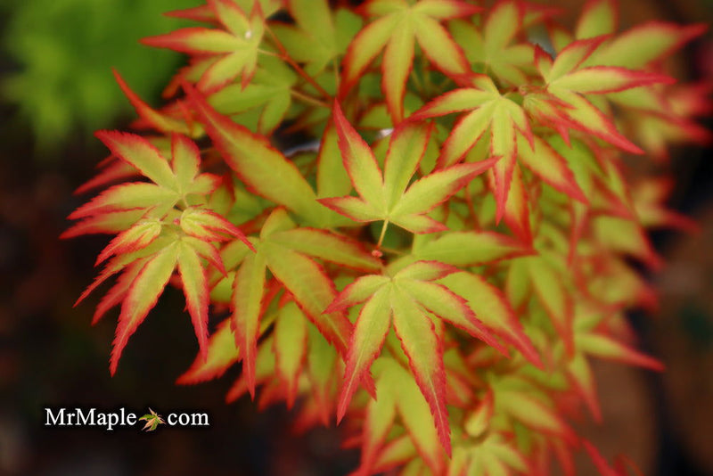 - Acer palmatum 'Murasaki kiyohime' Dwarf Japanese Maple - Mr Maple │ Buy Japanese Maple Trees